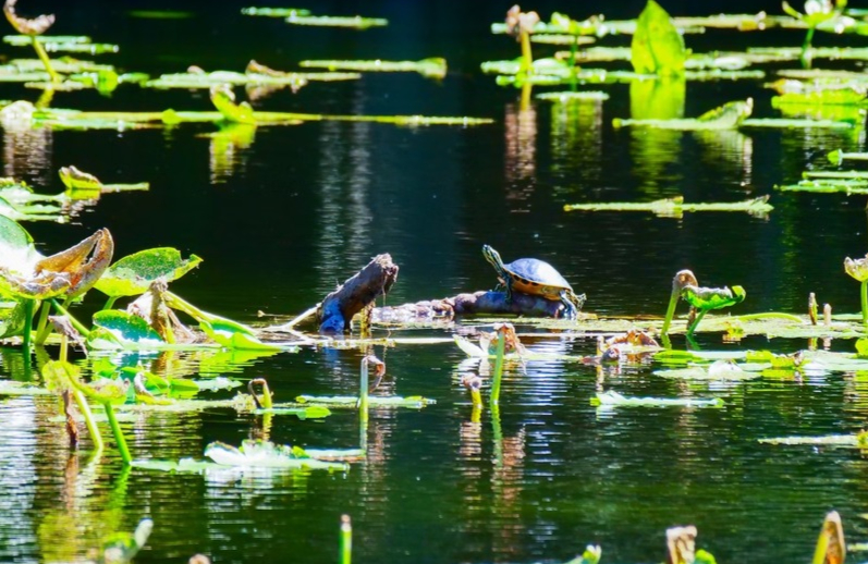 Explore Jacksonville